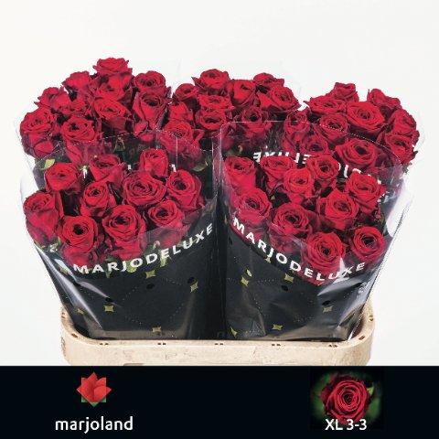 Срезанные цветы оптом Rosa large red naomi! XL от 50шт из Голландии с доставкой по России