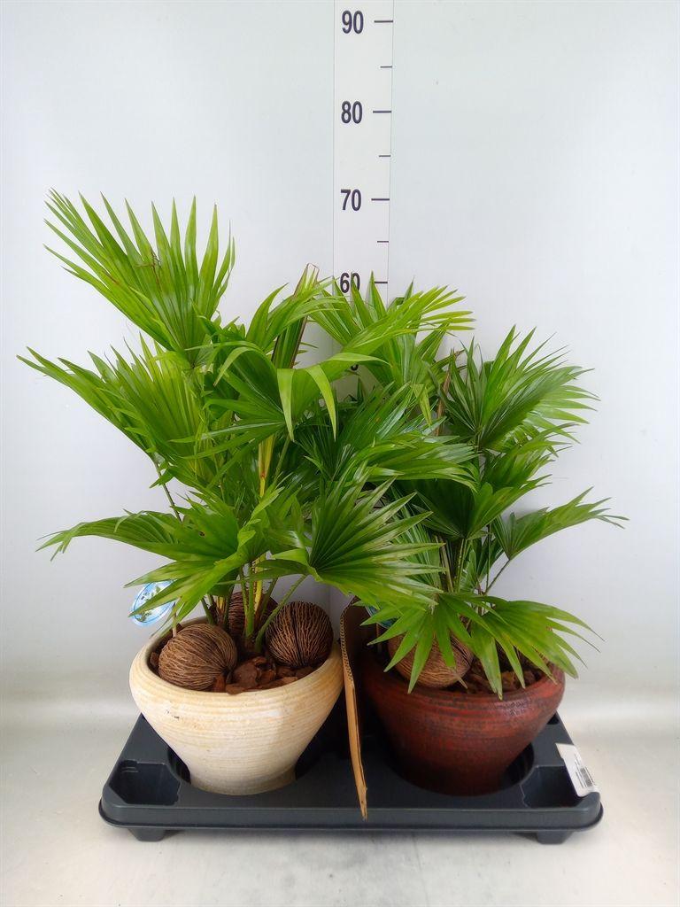 Горшечные цветы и растения оптом Livistona Rotundifolia от 2шт из Голландии с доставкой по России