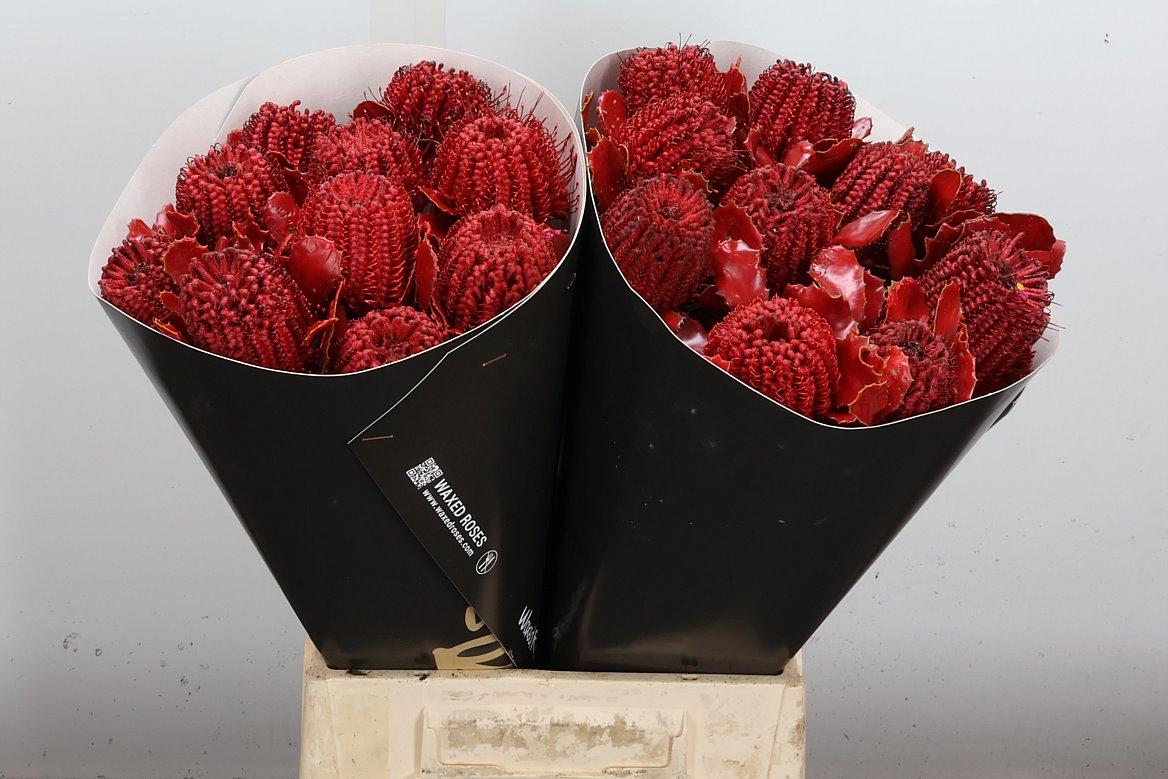 Срезанные цветы оптом Banksia wax red от 20шт из Голландии с доставкой по России