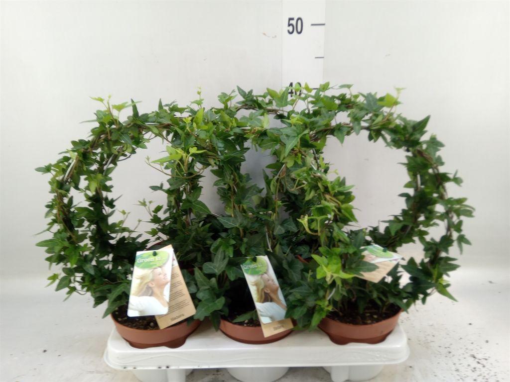 Горшечные цветы и растения оптом Hedera   ...green Leafed от 6шт из Голландии с доставкой по России