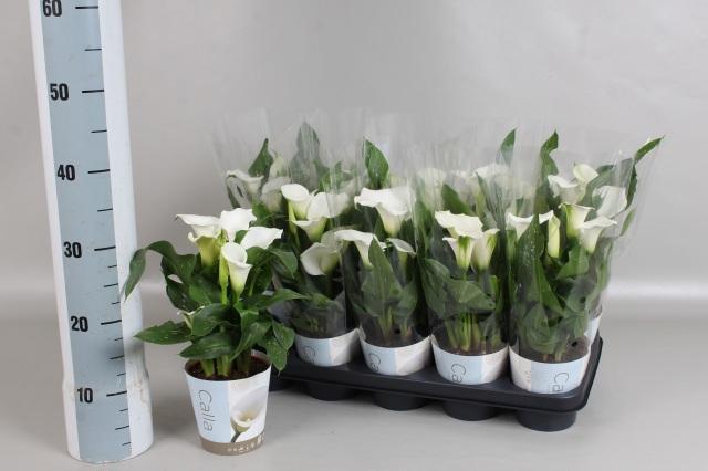 Горшечные цветы и растения оптом Zant Capt Fresco от 10шт из Голландии с доставкой по России