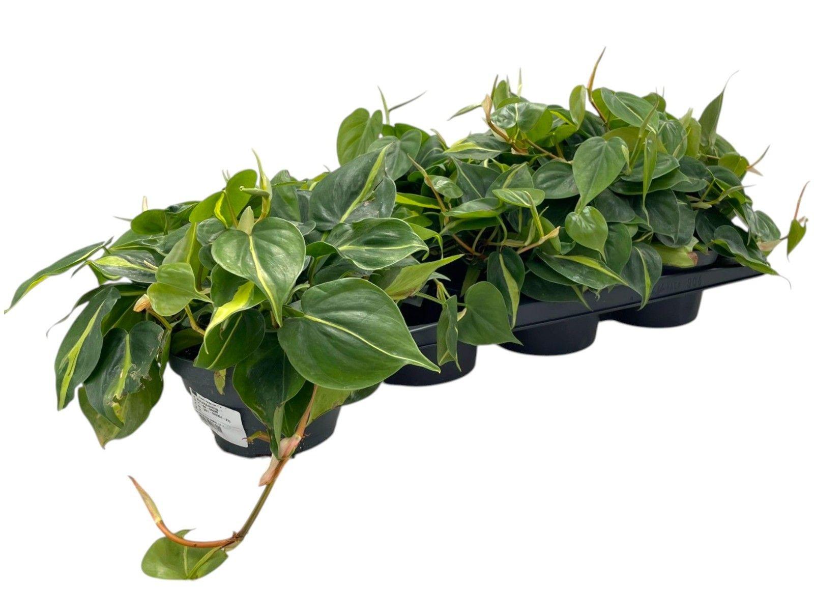 Горшечные цветы и растения оптом Phil Scandens Brasil от 6шт из Голландии с доставкой по России