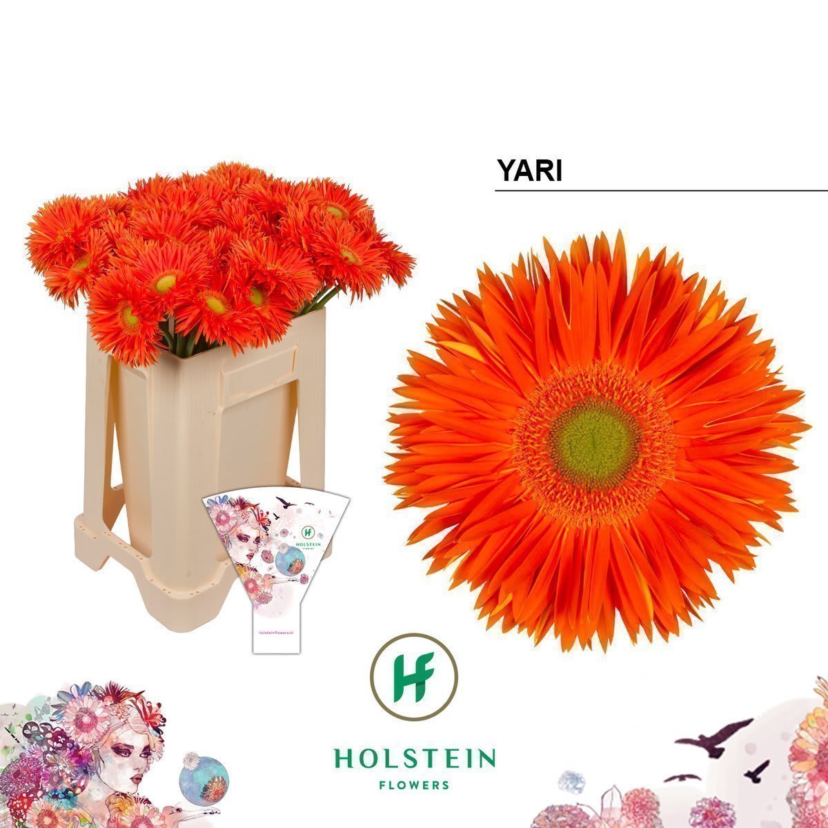 Срезанные цветы оптом Gerbera yari+ от 40шт из Голландии с доставкой по России