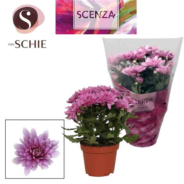 Горшечные цветы и растения оптом Chrys Grandezza Pink (scenza) от 8шт из Голландии с доставкой по России