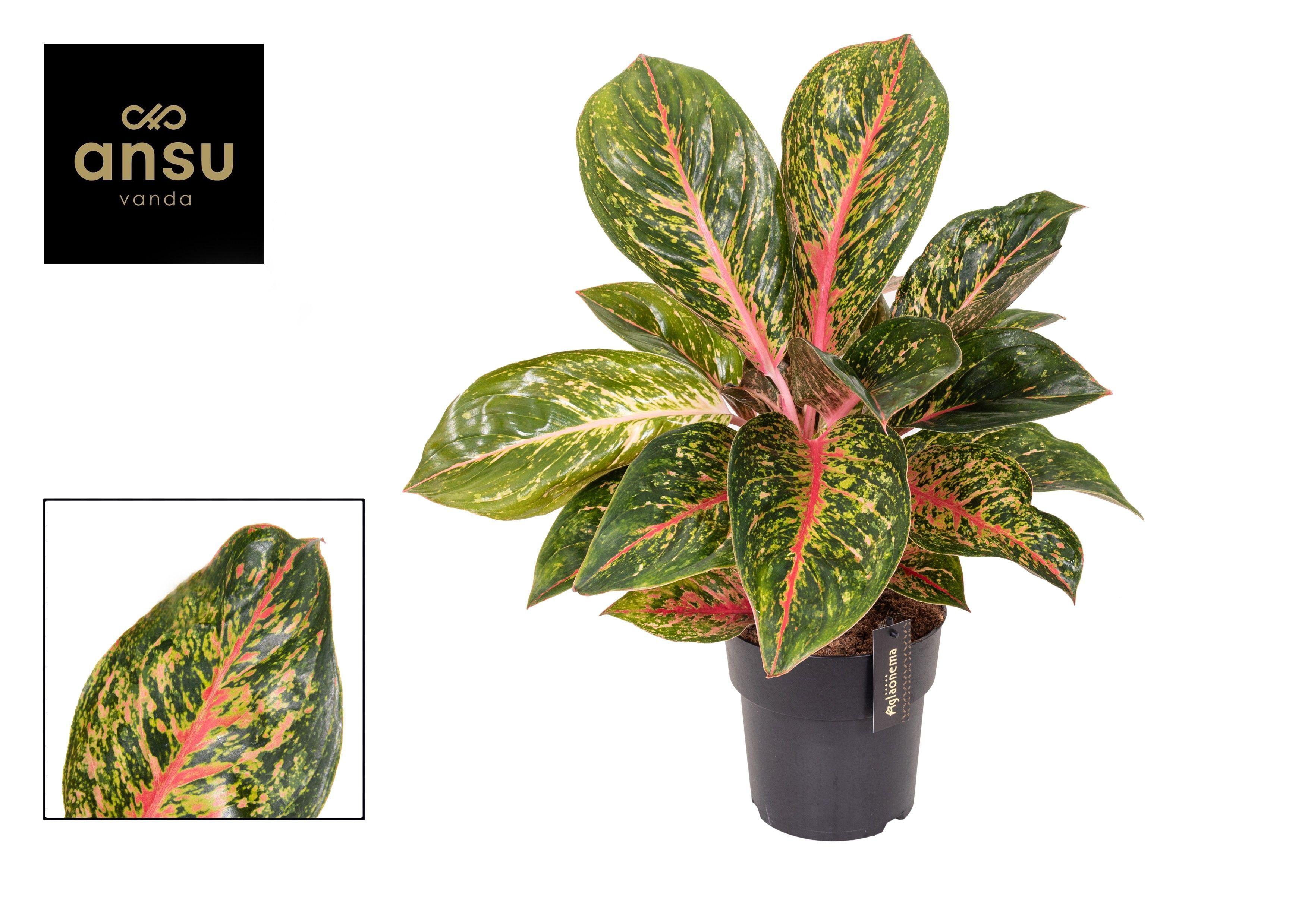 Горшечные цветы и растения оптом Aglaonema Lychee Red от 3шт из Голландии с доставкой по России