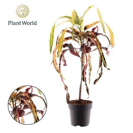 Горшечные цветы и растения оптом Codiaeum Dreadlock от 1шт из Голландии с доставкой по России