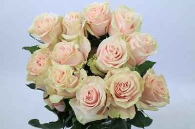 Срезанные цветы оптом Rosa ec pink mondial от 250шт из Голландии с доставкой по России