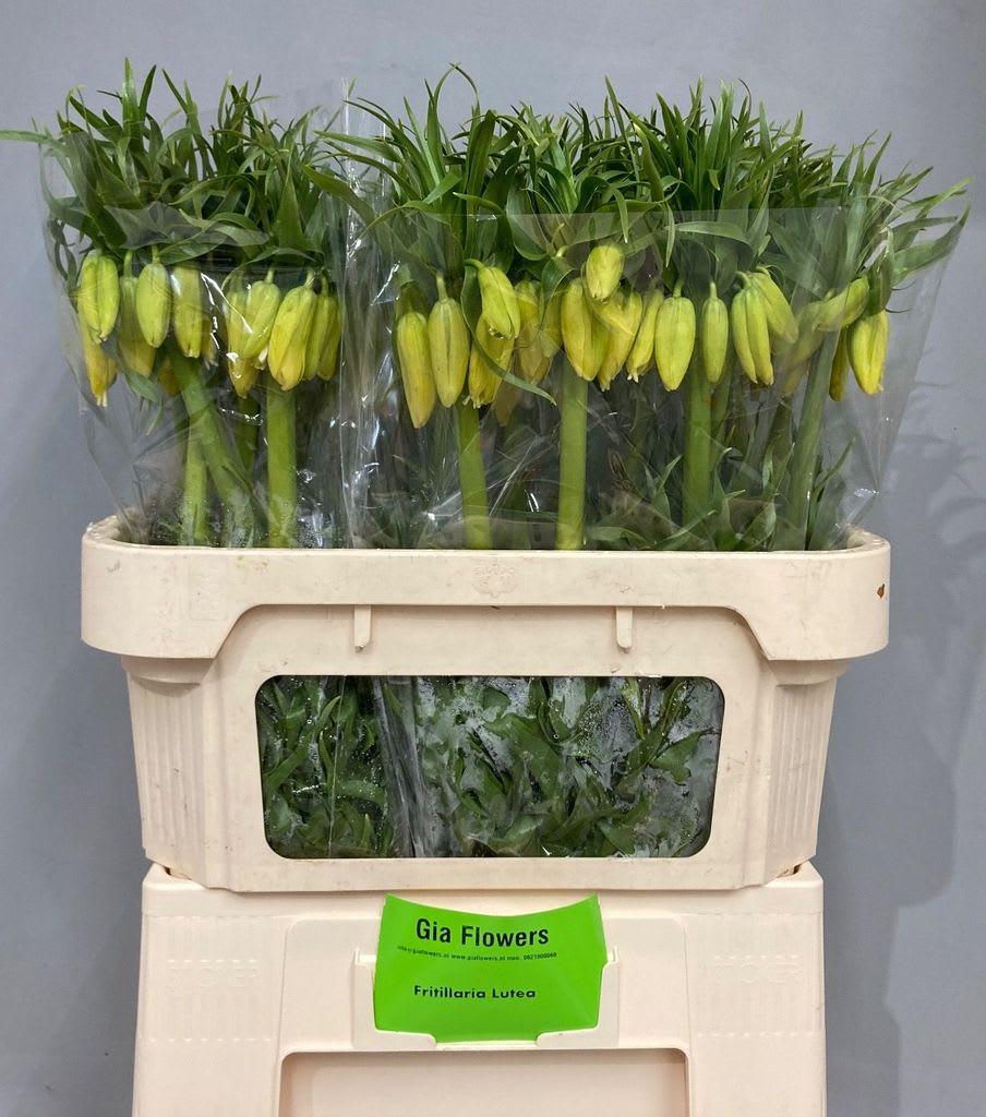 Срезанные цветы оптом Fritillaria lutea от 30шт из Голландии с доставкой по России