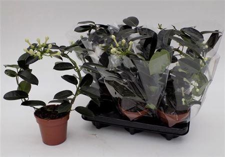 Горшечные цветы и растения оптом Stephanotis Fleur Parfum 1-2 от 8шт из Голландии с доставкой по России