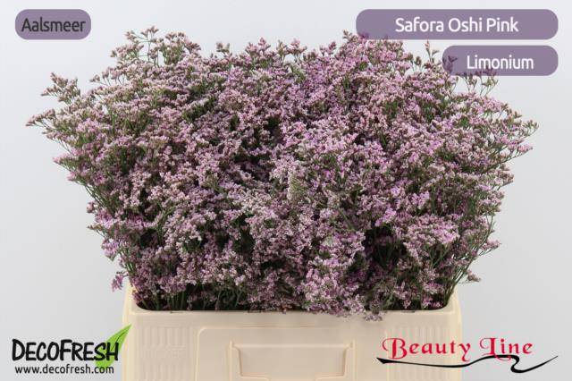 Срезанные цветы оптом Limonium safora oshi pink от 75шт из Голландии с доставкой по России