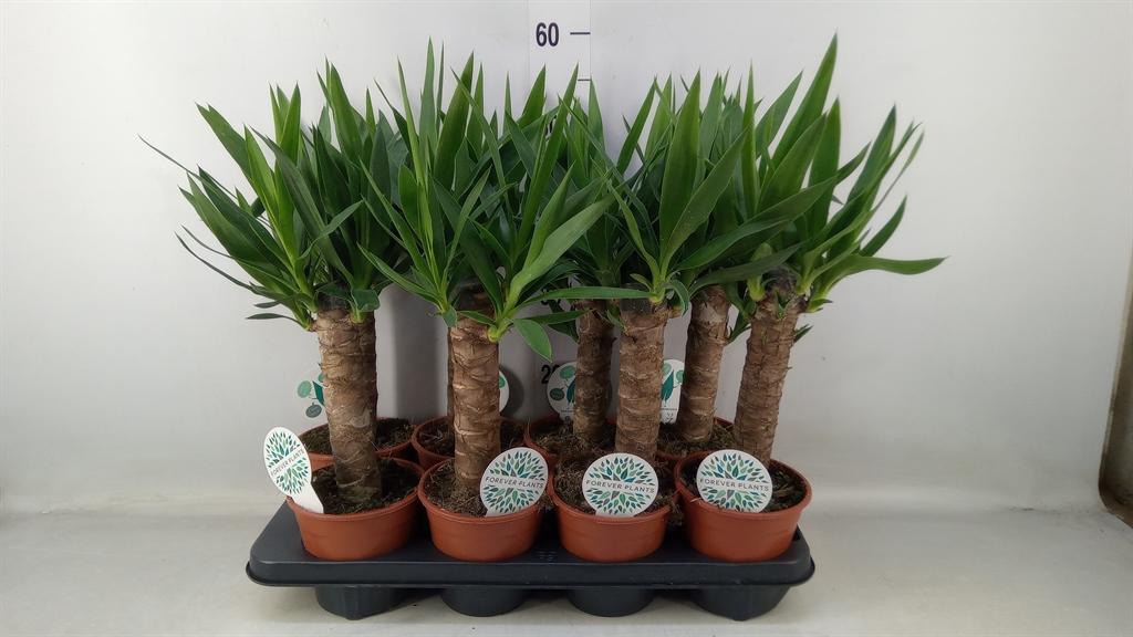 Горшечные цветы и растения оптом Yucca ... от 8шт из Голландии с доставкой по России Горшечные цветы и растения оптом Yucca ... от 8шт из Голландии с доставкой по России