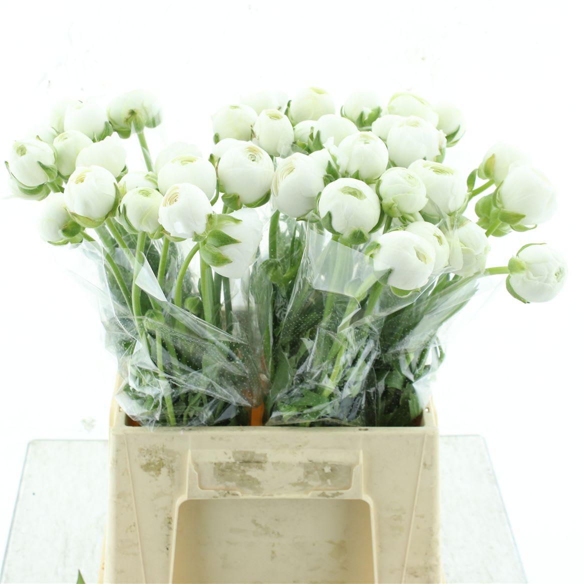 Срезанные цветы оптом Ranunculus aazur white от 50шт из Голландии с доставкой по России