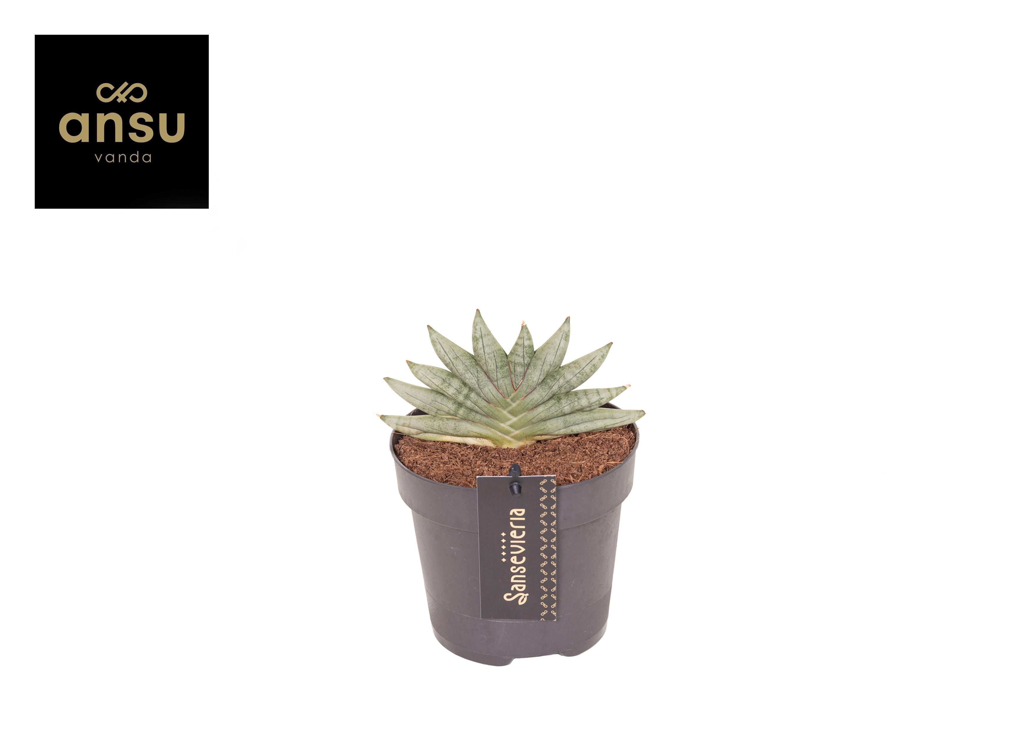 Горшечные цветы и растения оптом Sansevieria Inti Mini No. 3 от 6шт из Голландии с доставкой по России