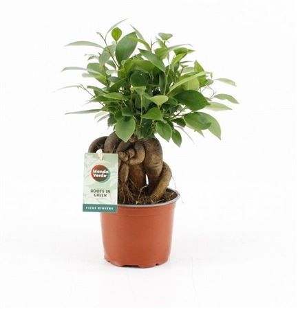 Горшечные цветы и растения оптом Ficus Ginseng от 10шт из Голландии с доставкой по России