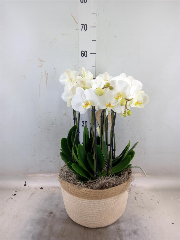 Горшечные цветы и растения оптом Phalaenopsis Multi.   ...white от 1шт из Голландии с доставкой по России