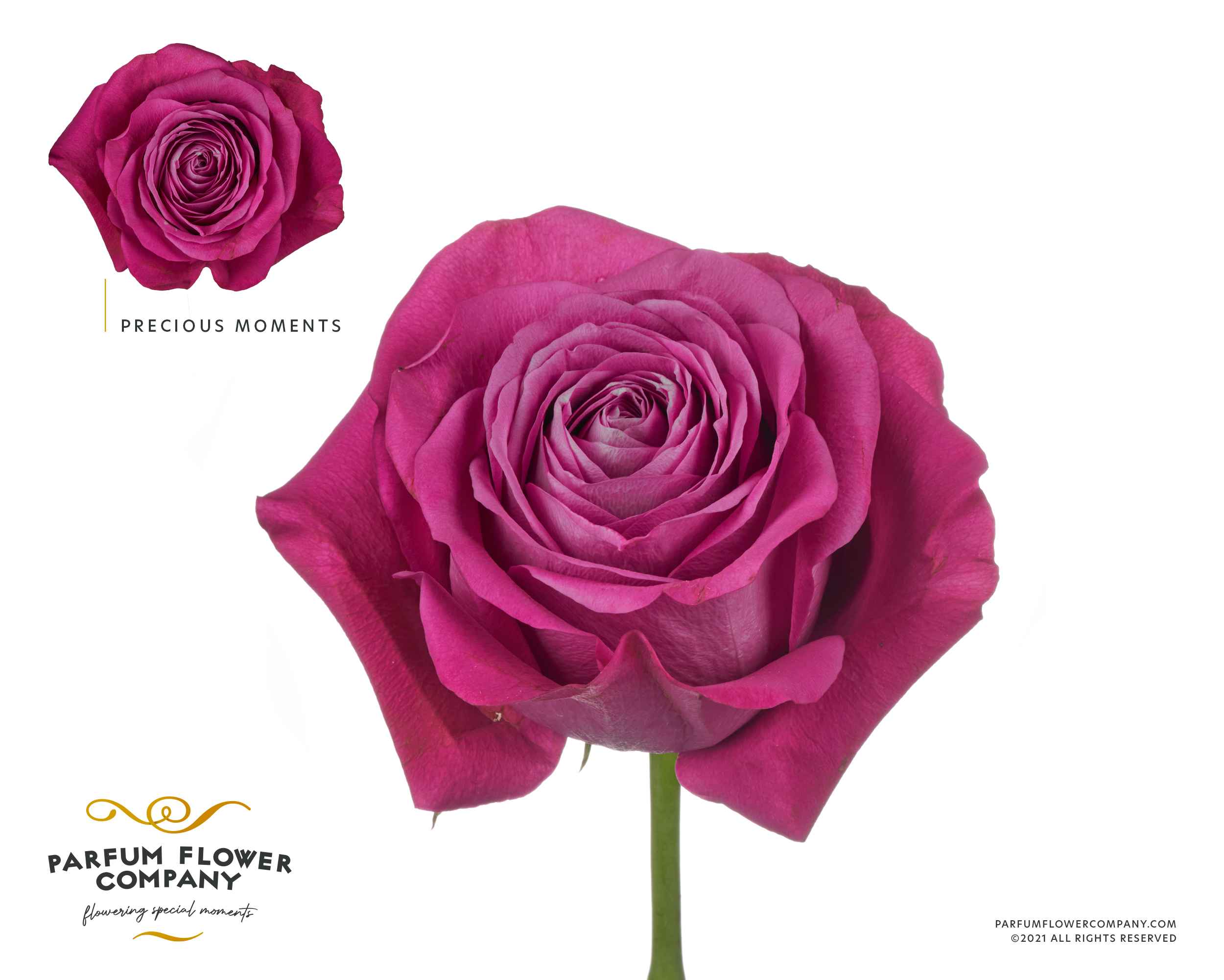 Срезанные цветы оптом Rosa la precious moments от 24шт из Голландии с доставкой по России