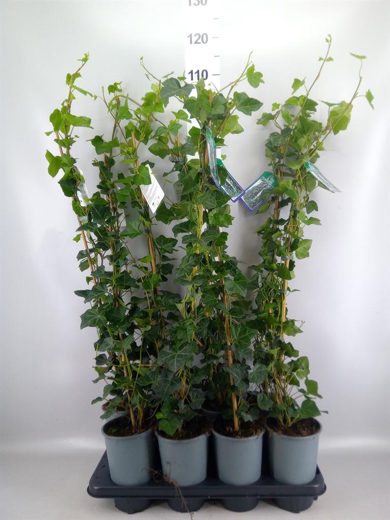Горшечные цветы и растения оптом Hedera Hibernica от 8шт из Голландии с доставкой по России