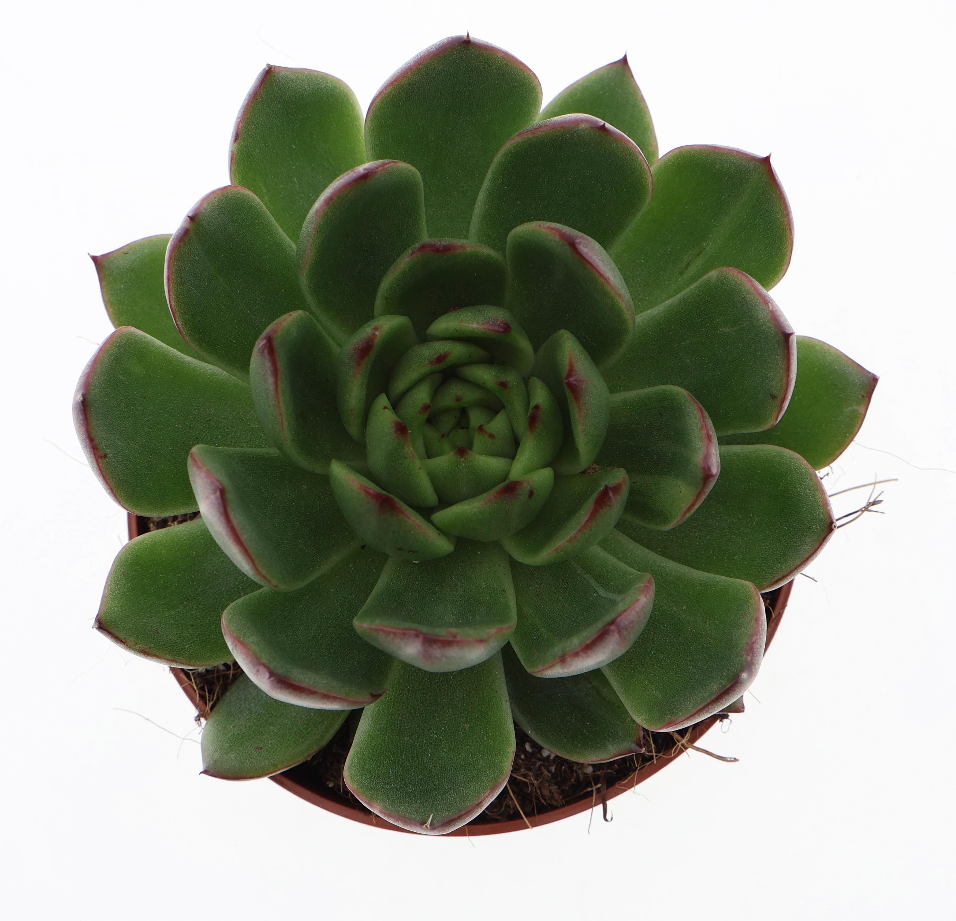 Горшечные цветы и растения оптом Echeveria Costarii от 8шт из Голландии с доставкой по России