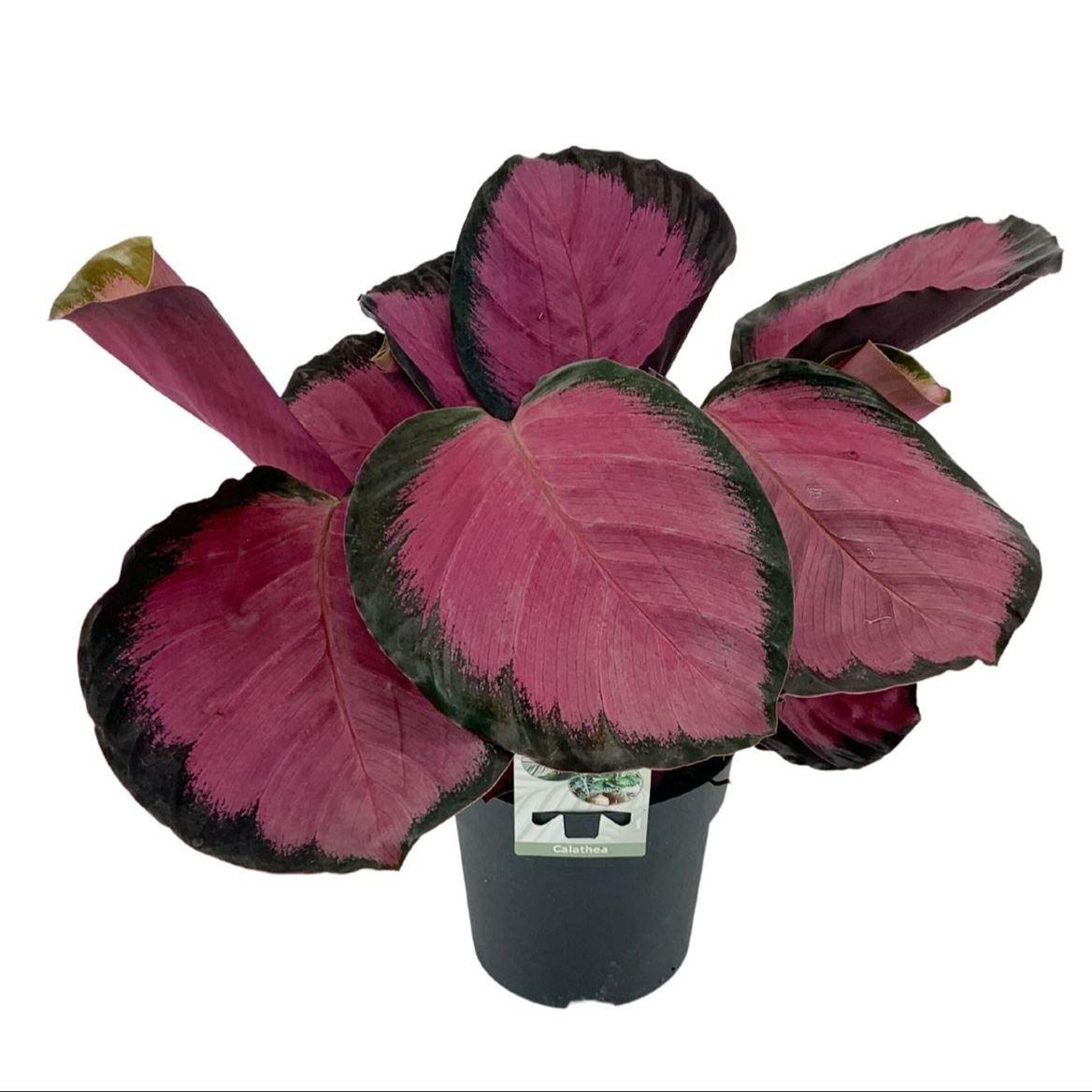Горшечные цветы и растения оптом Calathea Rosepicta Misty Red от 8шт из Голландии с доставкой по России