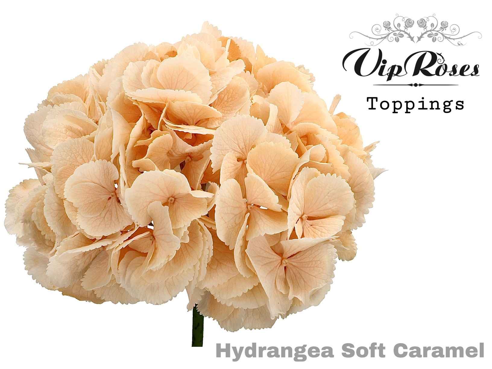 Срезанные цветы оптом Hydrangea paint soft caramel от 10шт из Голландии с доставкой по России