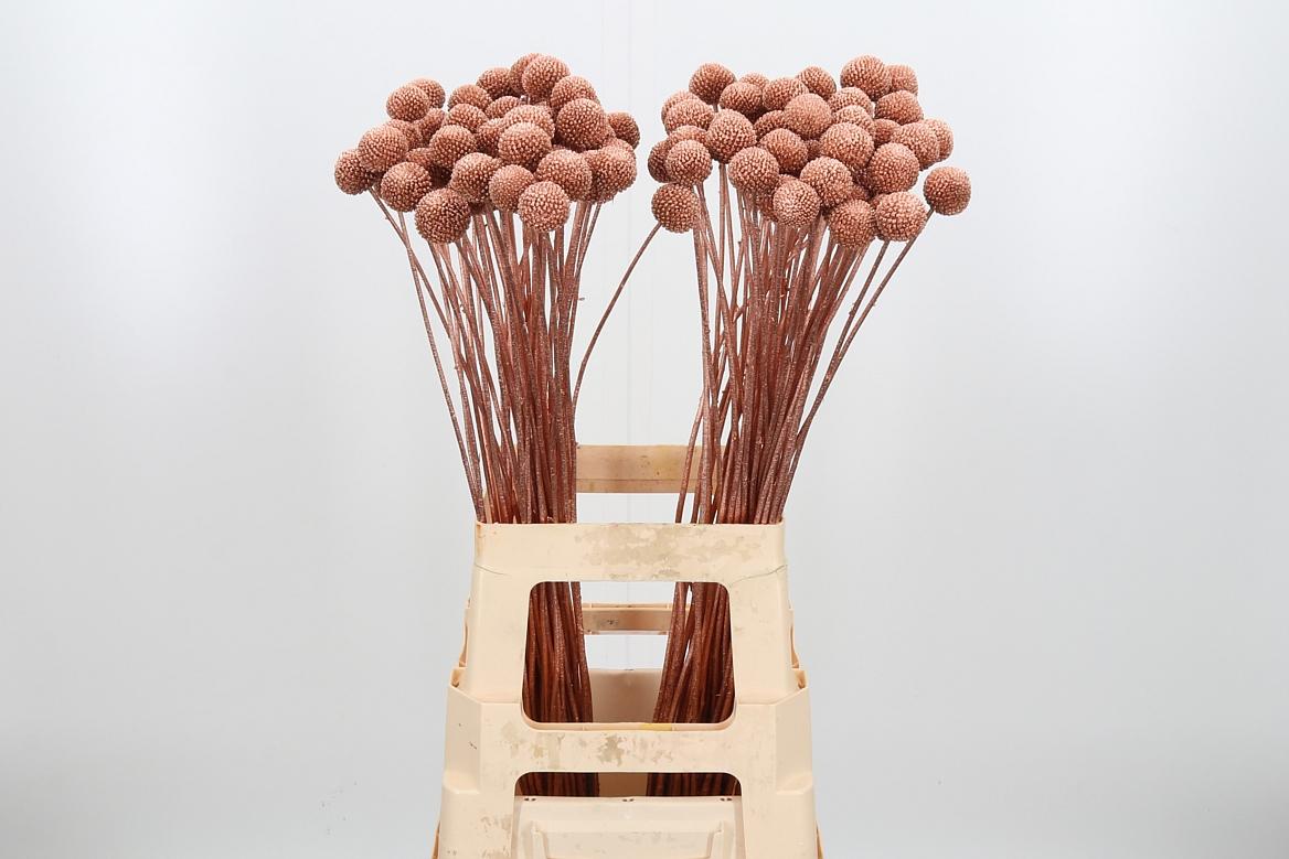 Срезанные цветы оптом Craspedia paint copper от 100шт из Голландии с доставкой по России