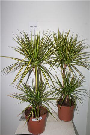 Горшечные цветы и растения оптом Dra Marg Sunray 45-15 Cm 2 Per Pot от 1шт из Голландии с доставкой по России