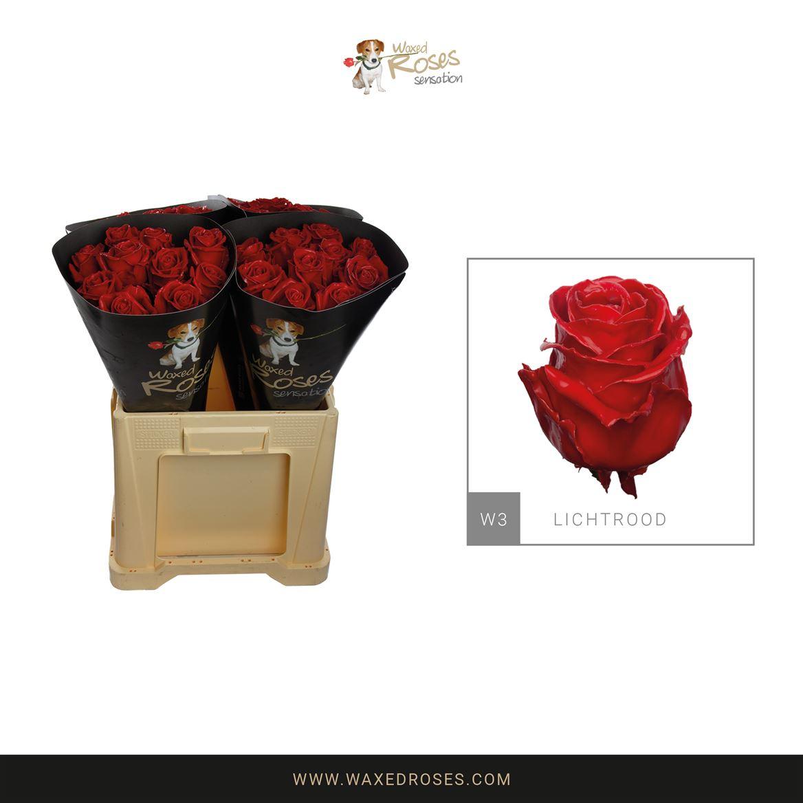 Срезанные цветы оптом Rosa large wax red light 7 от 40шт из Голландии с доставкой по России