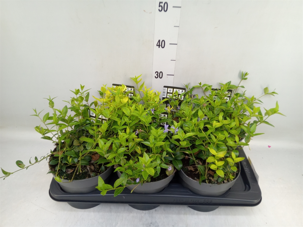 Горшечные цветы и растения оптом Vinca Minor от 6шт из Голландии с доставкой по России
