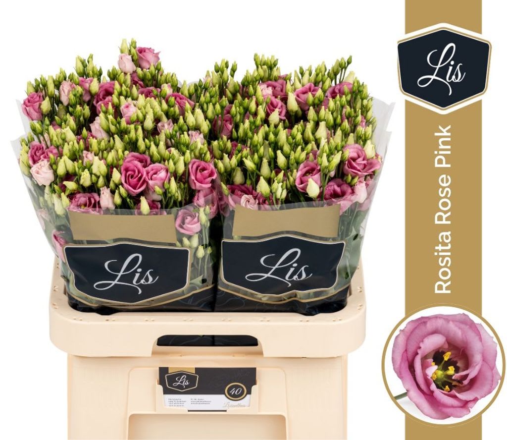 Срезанные цветы оптом Lisianthus do rosita pink от 40шт.. из Голландии с доставкой по России