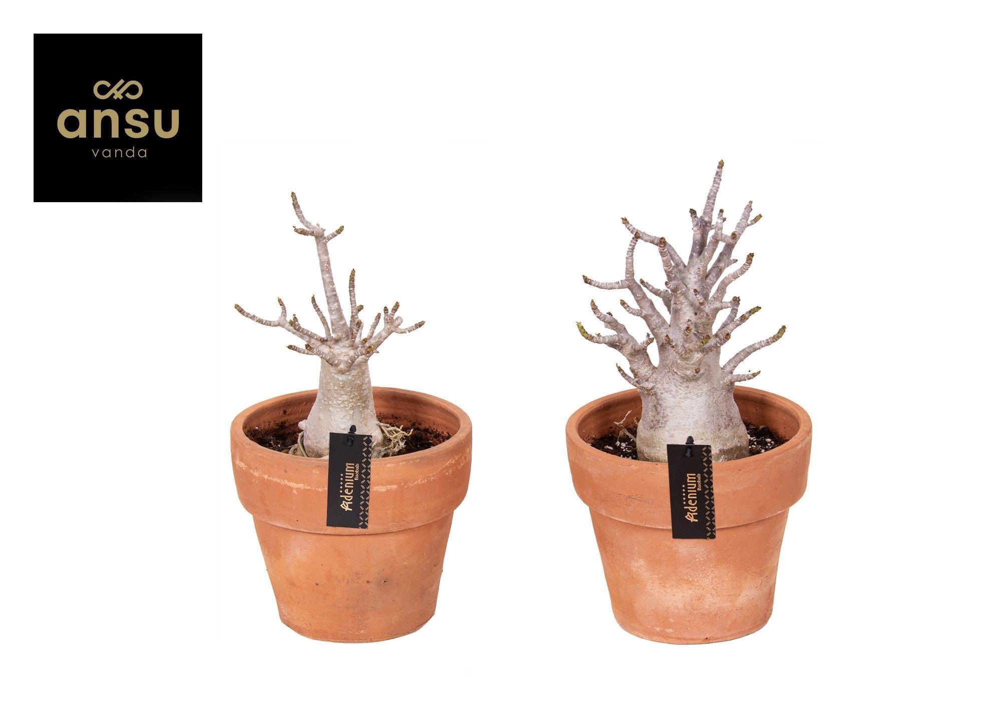 Горшечные цветы и растения оптом Adenium Ansu Baobab In Terracotta Pot от 1шт из Голландии с доставкой по России