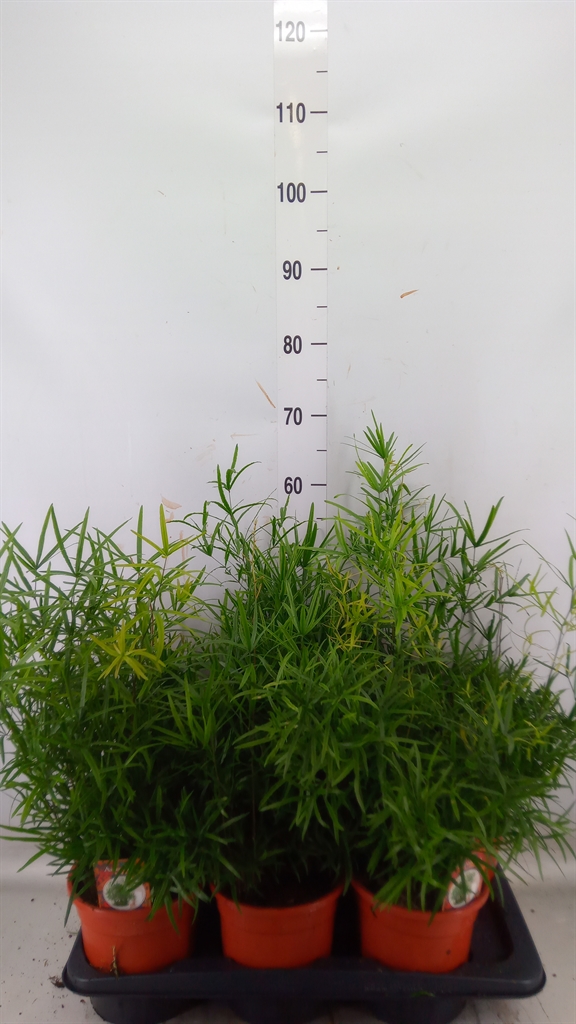 Горшечные цветы и растения оптом Asparagus Falcatus от 6шт из Голландии с доставкой по России