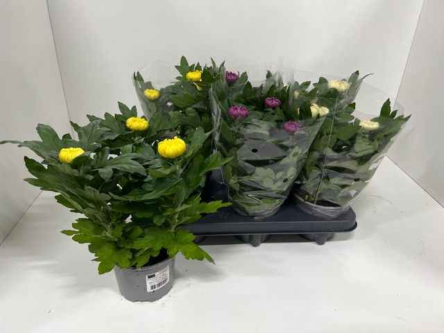 Горшечные цветы и растения оптом Chrysanthemum Deco Mix от 6шт из Голландии с доставкой по России