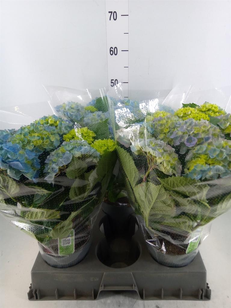 Горшечные цветы и растения оптом Hydrangea Ma Hi River Blue 7+ от 3шт из Голландии с доставкой по России