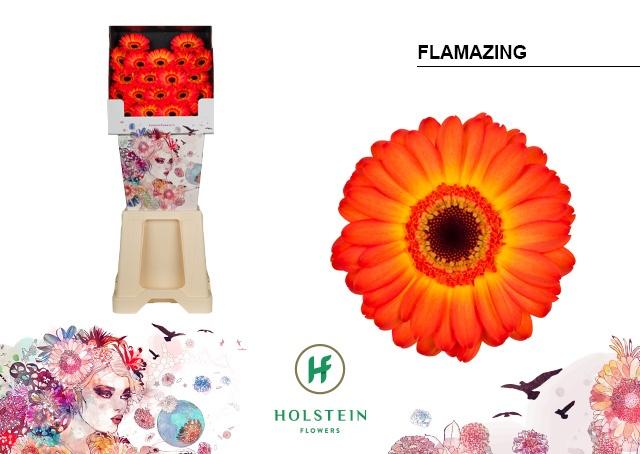 Срезанные цветы оптом Germini diamond flamazing от 80шт из Голландии с доставкой по России