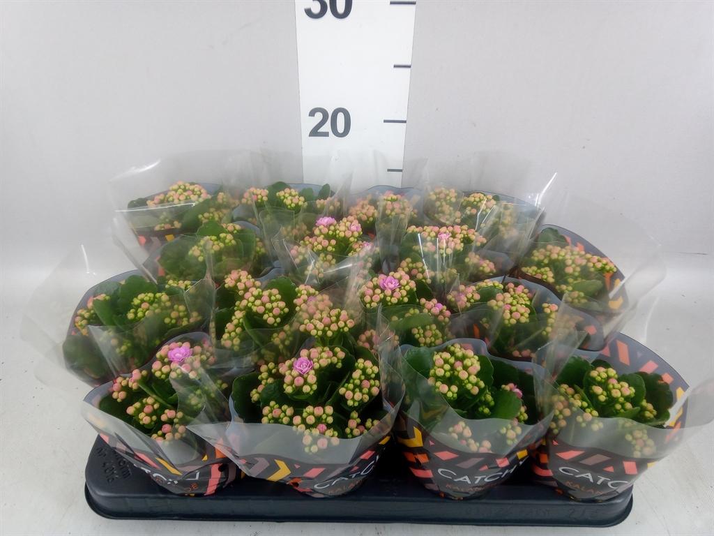 Горшечные цветы и растения оптом Kalanchoe Blos. calandiva Zeta от 16шт (для телеги) из Голландии с доставкой по России