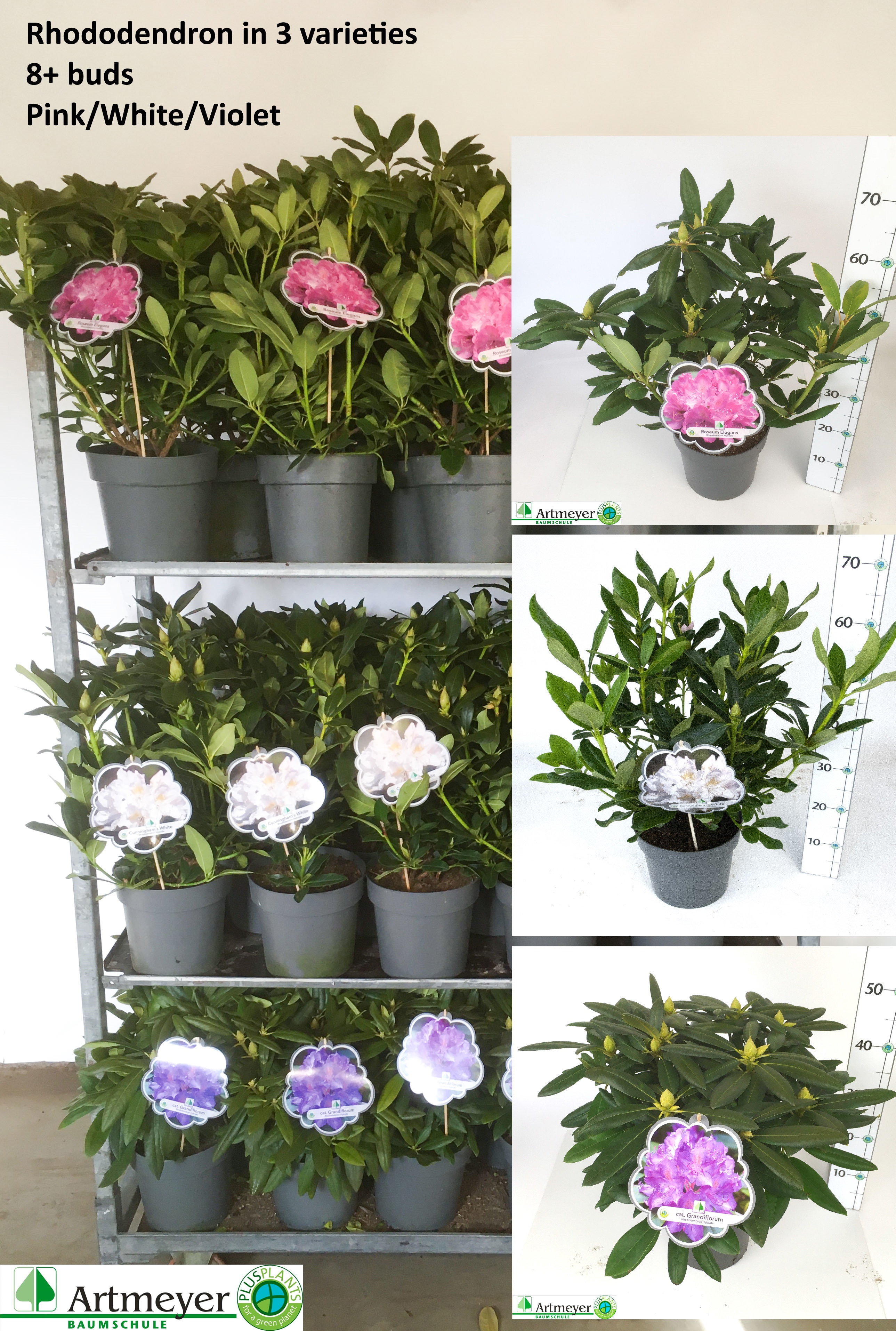 Горшечные цветы и растения оптом Rhod Cat Ov от 1шт из Голландии с доставкой по России