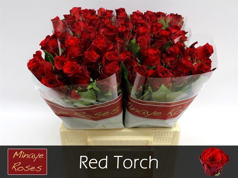 Срезанные цветы оптом Rosa large red torch от 60шт из Голландии с доставкой по России