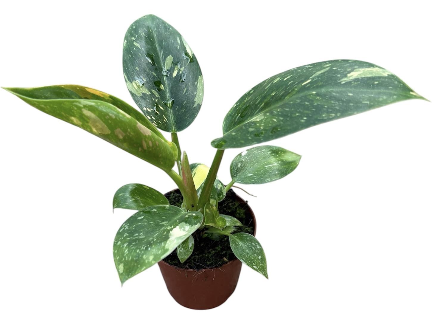 Горшечные цветы и растения оптом Philodendron Green Congo Hybrid от 1шт (для телеги) из Голландии с доставкой по России