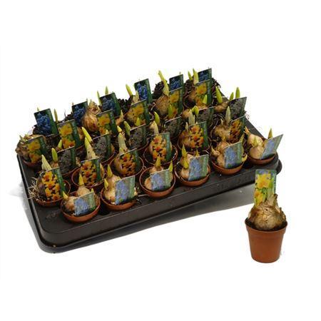 Горшечные цветы и растения оптом Bolbloemen Mix Mini от 30шт (для телеги) из Голландии с доставкой по России Горшечные цветы и растения оптом Bolbloemen Mix Mini от 30шт (для телеги) из Голландии с доставкой по России