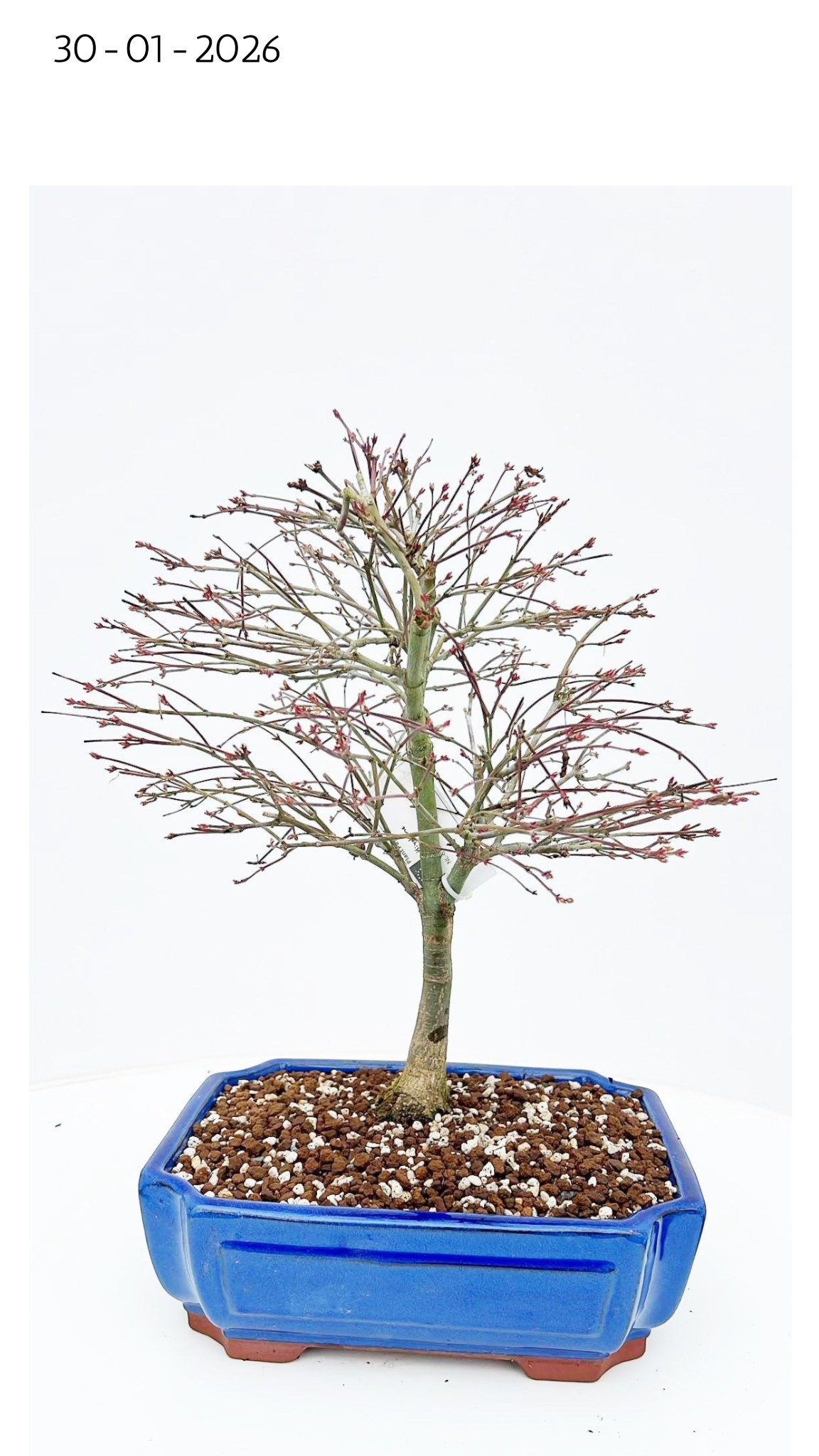 Горшечные цветы и растения оптом Acer Palmatum Kiyohime, Pot 26cm. от 2шт из Голландии с доставкой по России