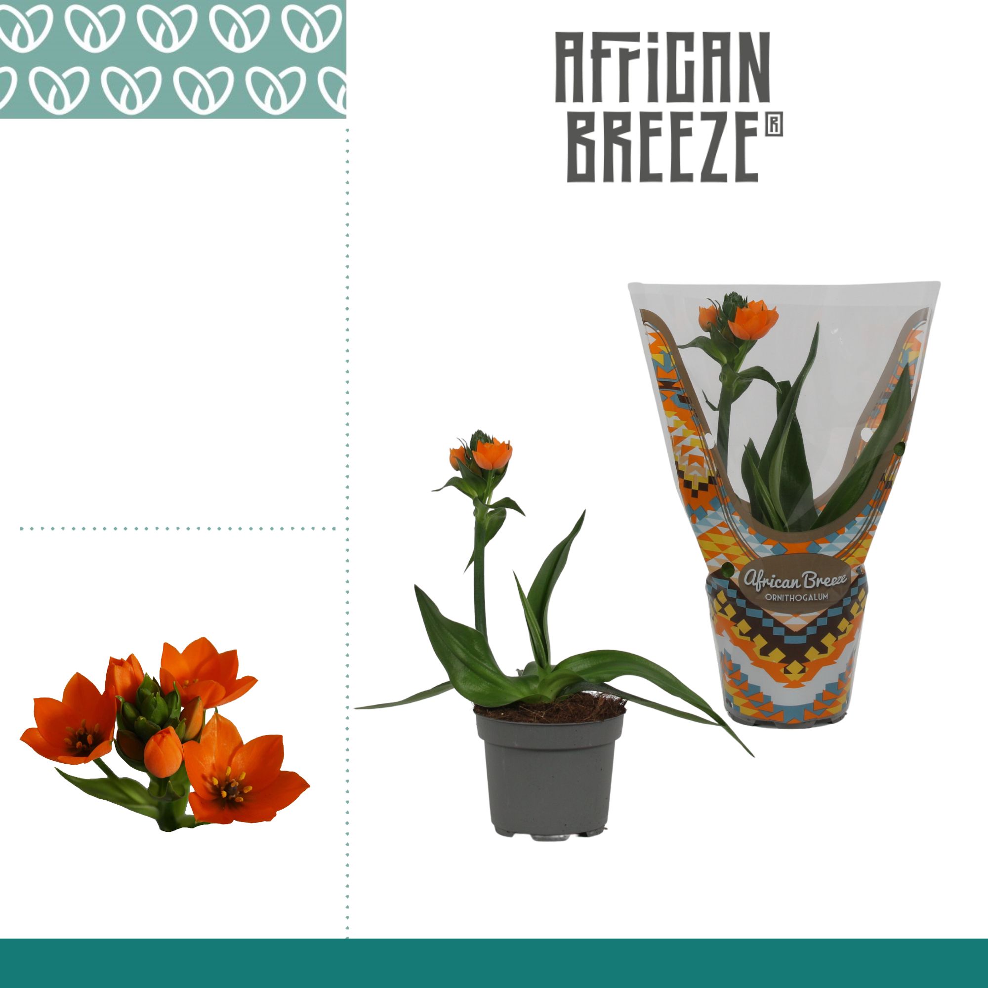 Горшечные цветы и растения оптом Ornithogalum Dubium Orange 1pp от 11шт из Голландии с доставкой по России