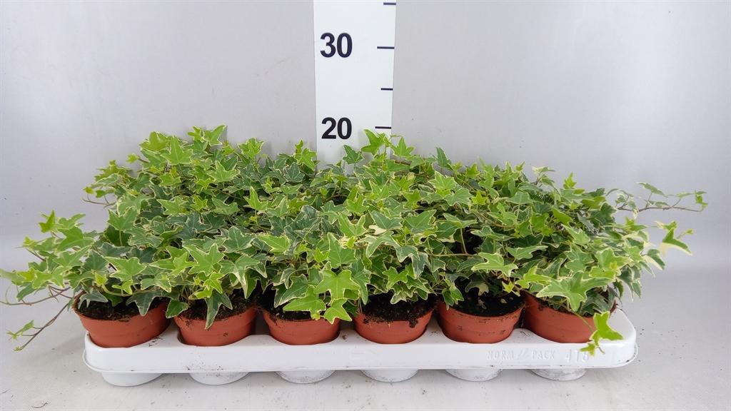 Горшечные цветы и растения оптом Hedera ...variegated от 18шт (для телеги) из Голландии с доставкой по России