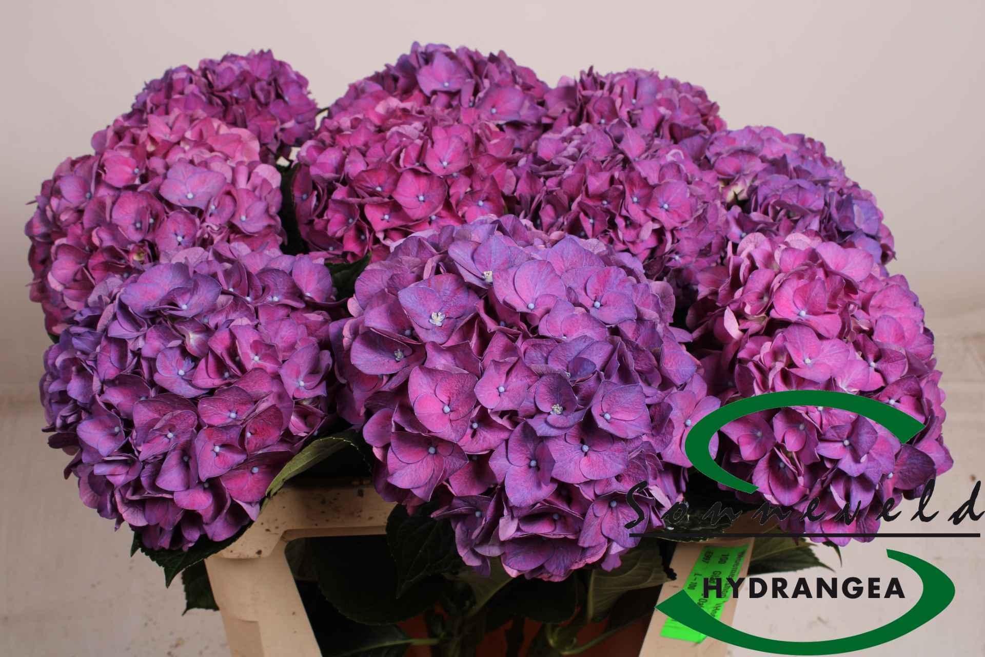 Срезанные цветы оптом Hydrangea rodeo purple-red от 10шт из Голландии с доставкой по России