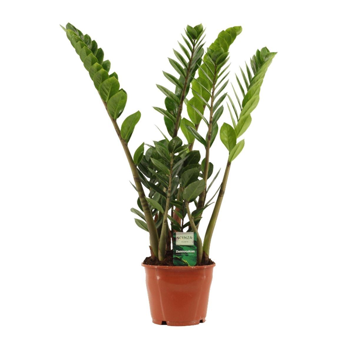 Горшечные цветы и растения оптом Zamioculcas 5+ от 7шт из Голландии с доставкой по России