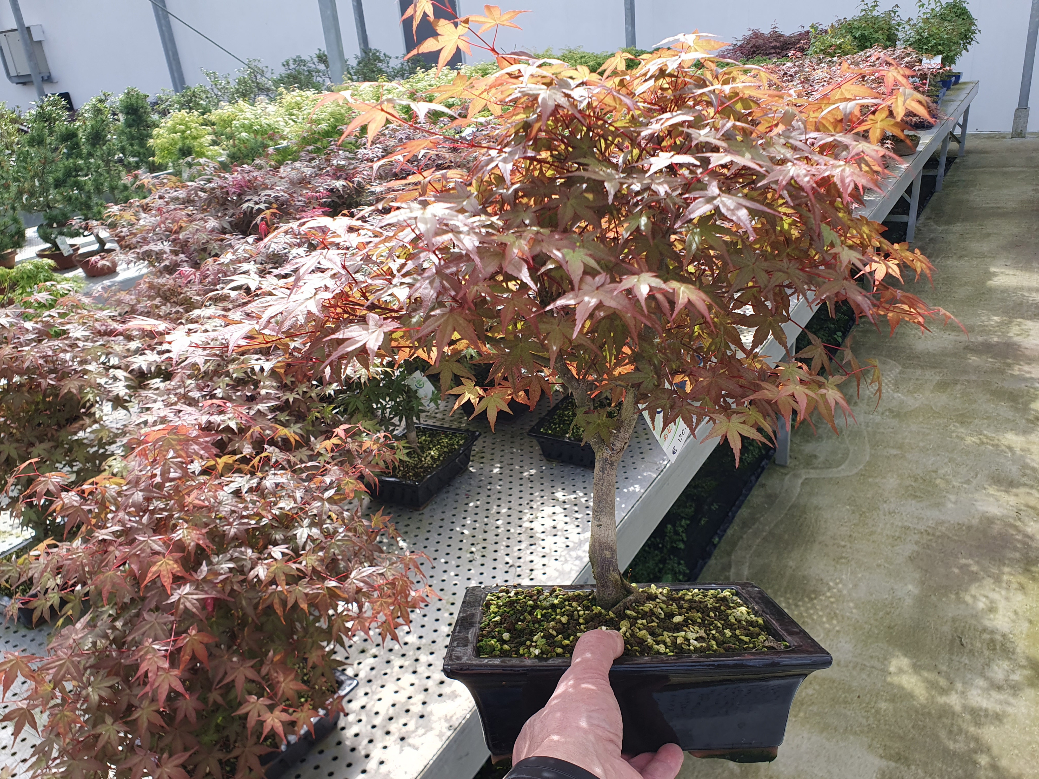 Горшечные цветы и растения оптом Bonsai Acer Palmatum Deshojo, от 1шт из Голландии с доставкой по России