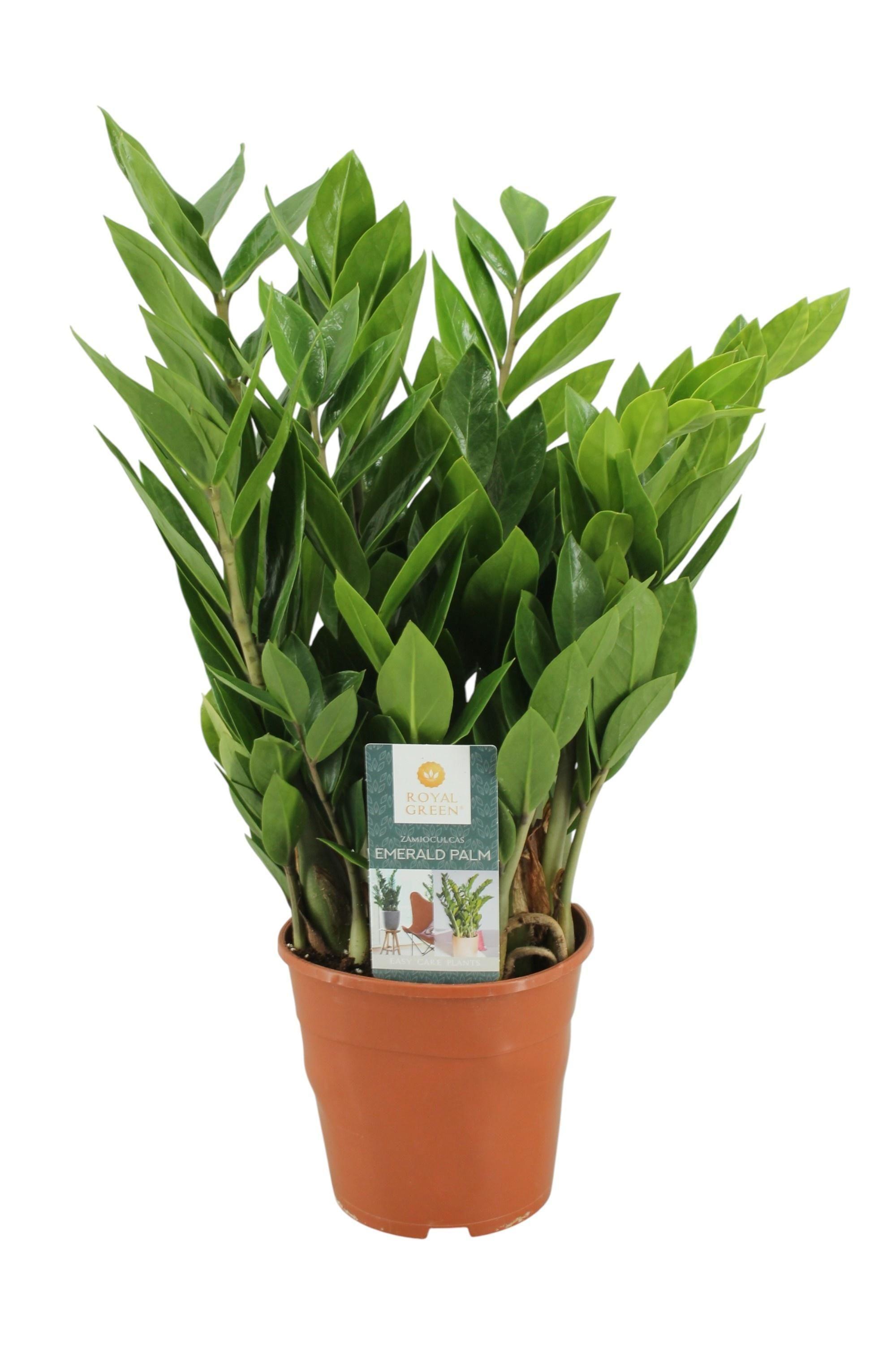 Горшечные цветы и растения оптом Zamioculcas 8+ от 7шт из Голландии с доставкой по России