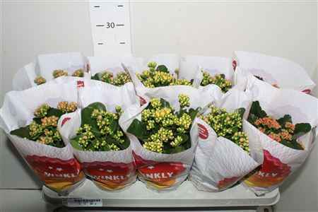 Горшечные цветы и растения оптом Kal Ge Perf Gem 4 Kl от 10шт из Голландии с доставкой по России