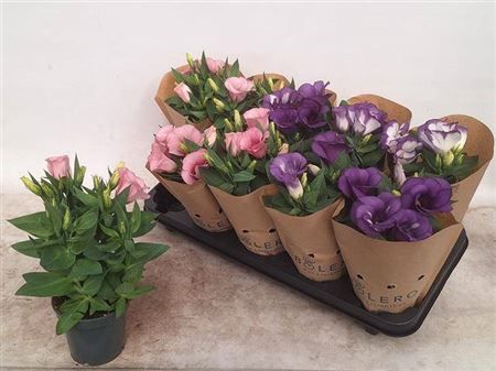 Горшечные цветы и растения оптом Lisianthus Bolero Mixtray 10.5cm Be от 10шт из Голландии с доставкой по России