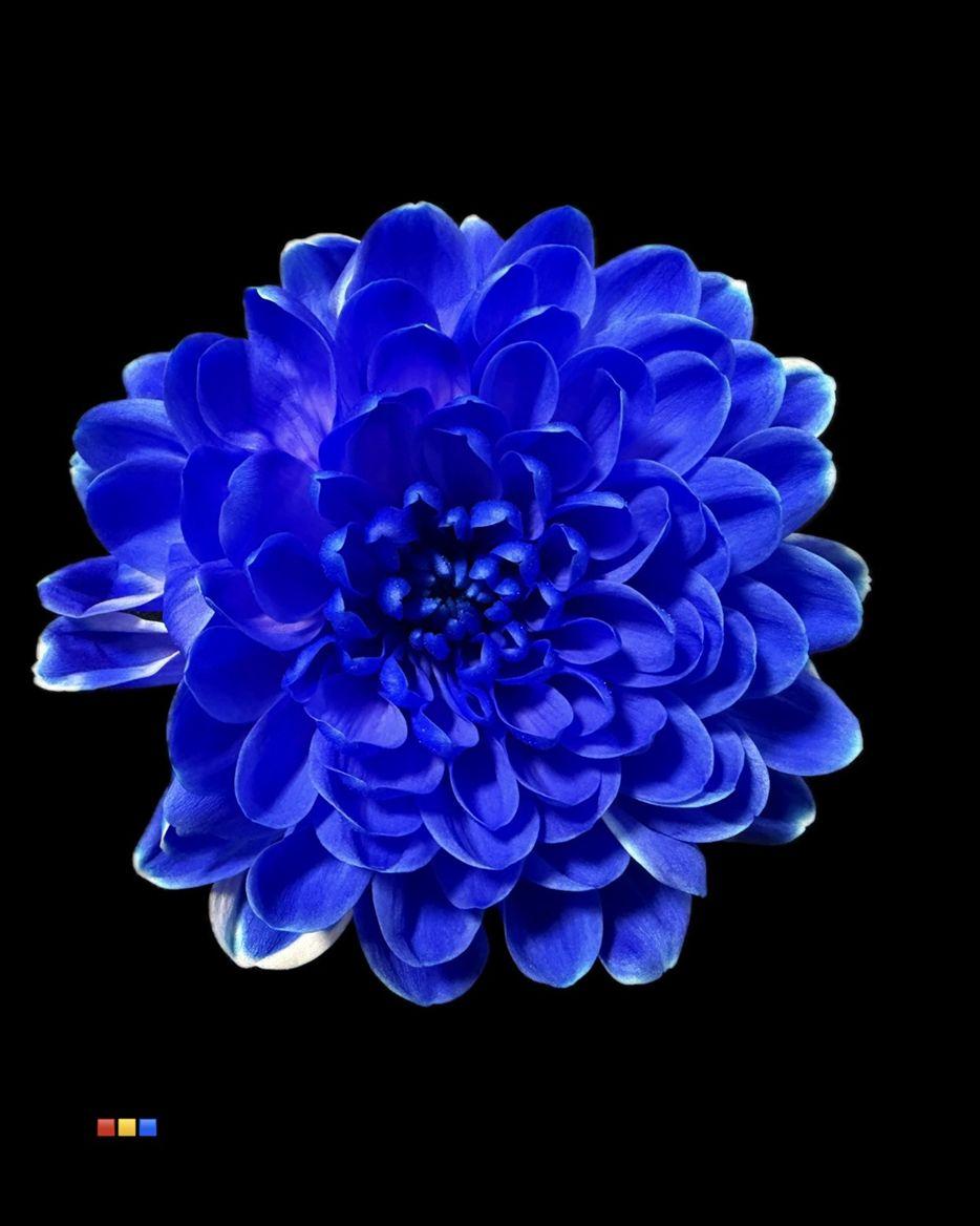 Срезанные цветы оптом Chrys sp paint altaj blue от 40шт из Голландии с доставкой по России