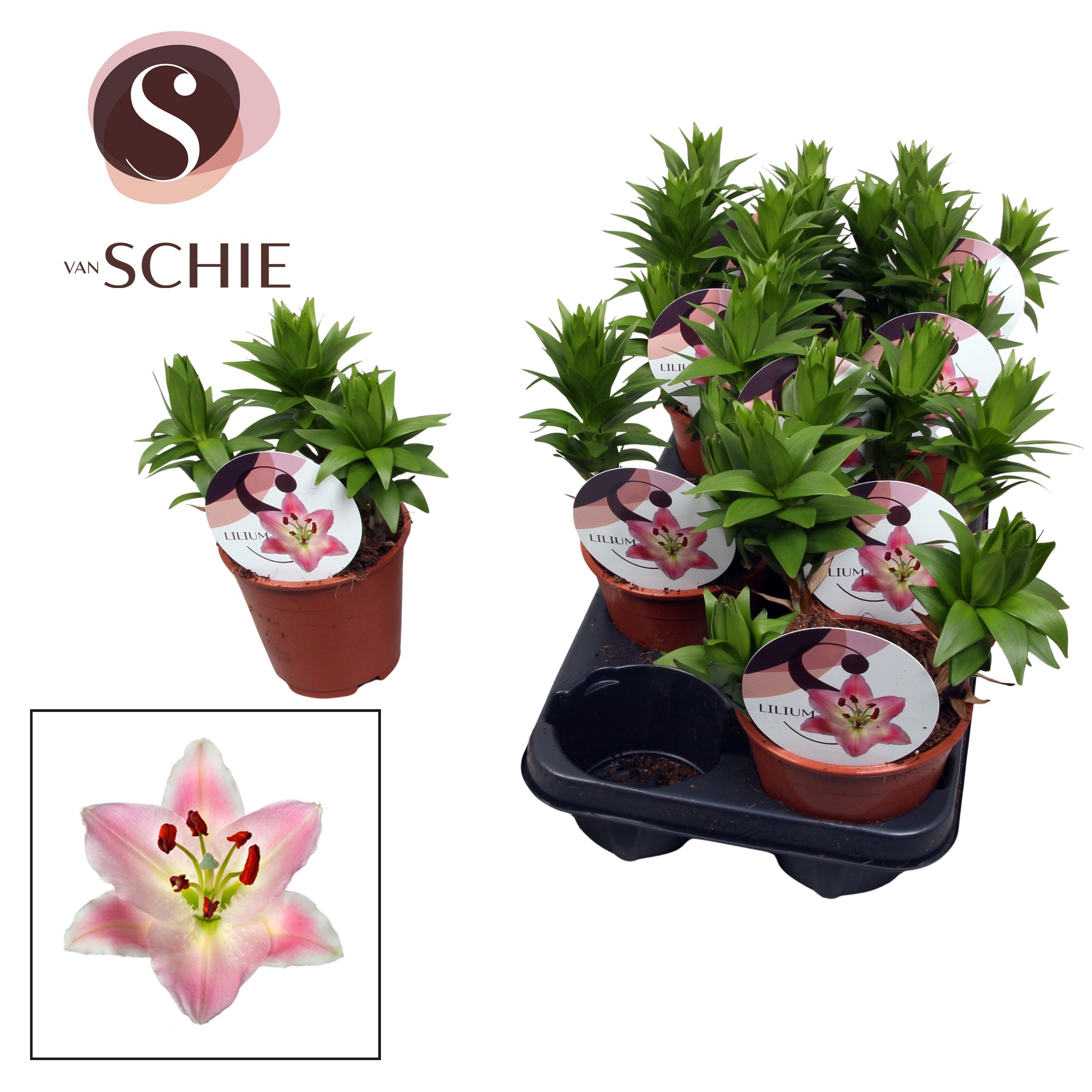 Горшечные цветы и растения оптом Lilium Oriental Watch Me Grow Souvenir от 9шт из Голландии с доставкой по России